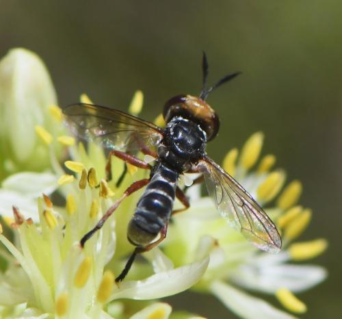 Conops flavifrons